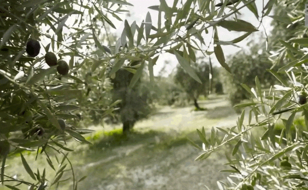 Motion logo, brand communication animation for Monini